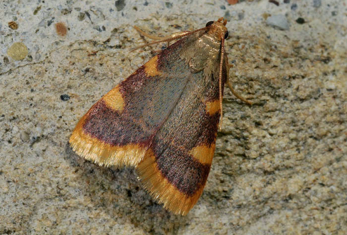Pyralidae 3